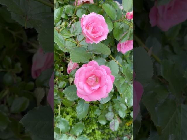 Take a look on my lovely garden #garden #flowers #short #beautiful #blossom #rose #relax #garden #nz