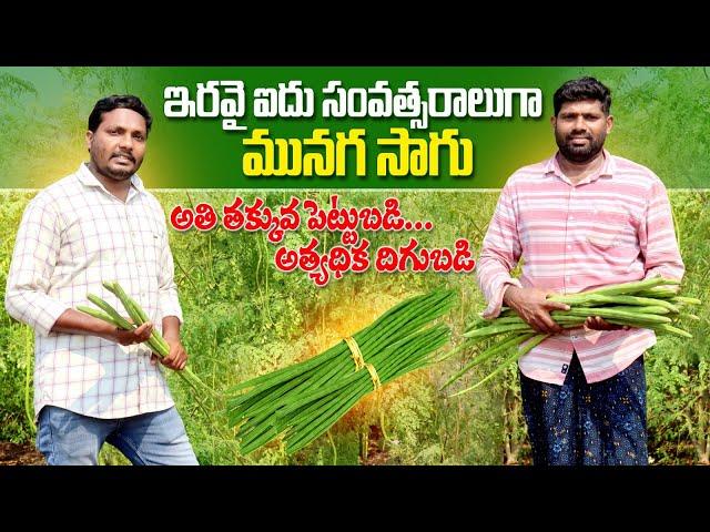 ప్రతి సంవత్సరం మునగసాగు | How to Cultivate Moringa | Drumstick Farming | AgriTech Telugu