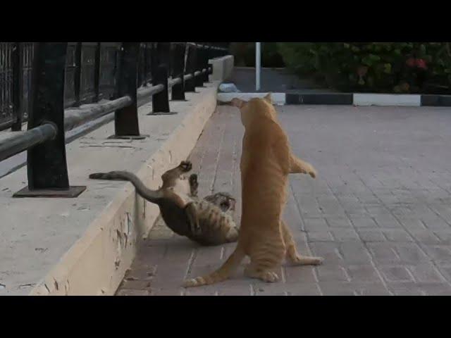 Homeless cats in Ras Al Khaimah, UAE #cat #cats #viral #emirates #UAE #pets #pet #foryou #kitten #4u