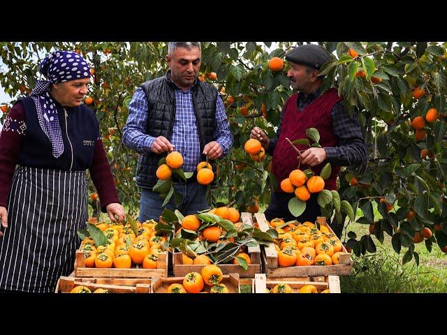  Village Harvest: Drying Fresh Red Persimmons 