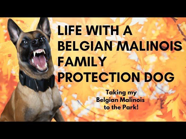 Life with a Belgian Malinois Family Protection Dog