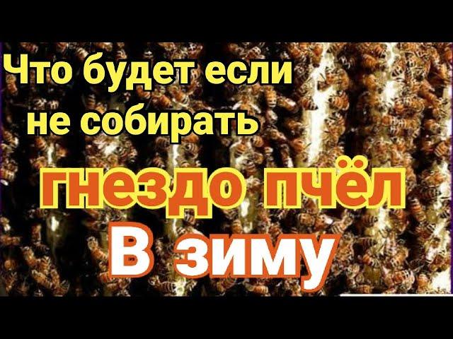 ️Собирать или не собирать гнездо пчёл в зиму