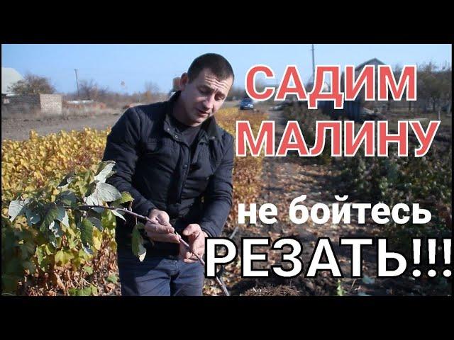 Посадка малины НЕ УСЛОЖНЯЙТЕ!!! Все намного проще