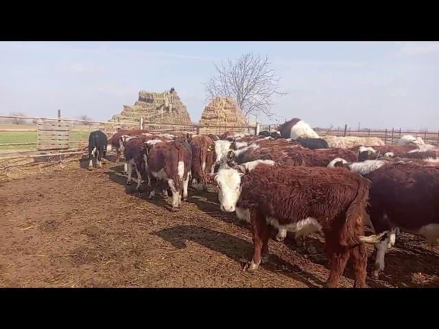 Samux rayonuna yeni danalarmz geldi 050.571.71.57