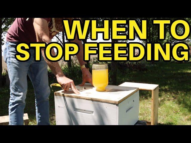 Beekeeping: How Long Should You Keep Feeding Your Bees?