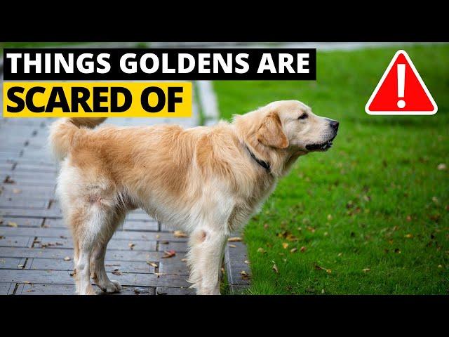 7 Most Common Things Golden Retrievers are Scared of and How to Deal with them!