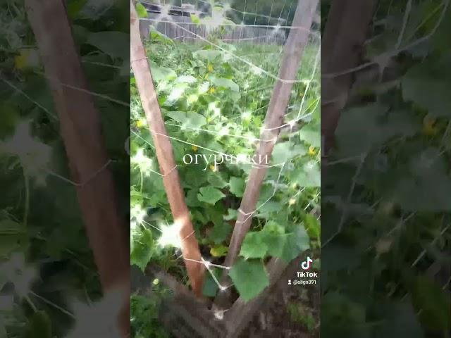 #лето моё хозяйство #огород