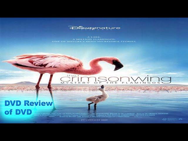 DVD Review of Disney Nature: The Crimson Wing Mystery of the Missing Flamingos