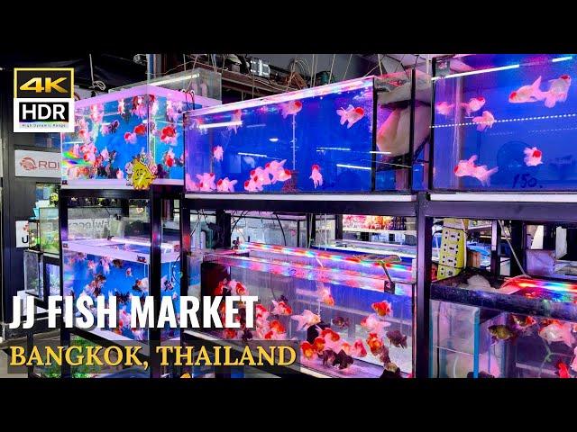 [BANGKOK] Chatuchak Fish Market "Largest Fish Market In Bangkok!" | Thailand [4K HDR]