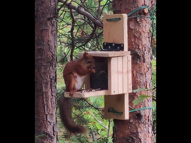 Лучшая кормушка для белок. squirrel feeder