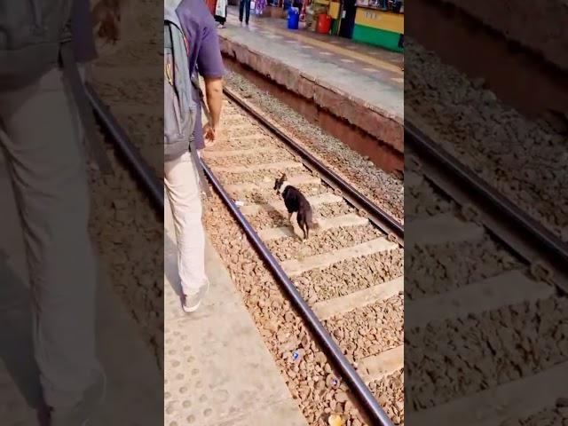 Vasai local train's speed reduced, dog's life saved due to driver's presence of mind #subscribe