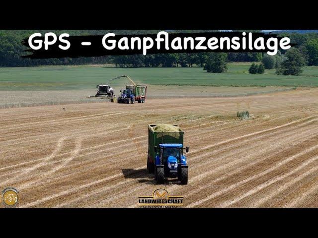 Getreide - Roggen für die Biogasanlage häckseln 300ha GPS Ernteeinsatz Black Beauty Claas Jaguar 980