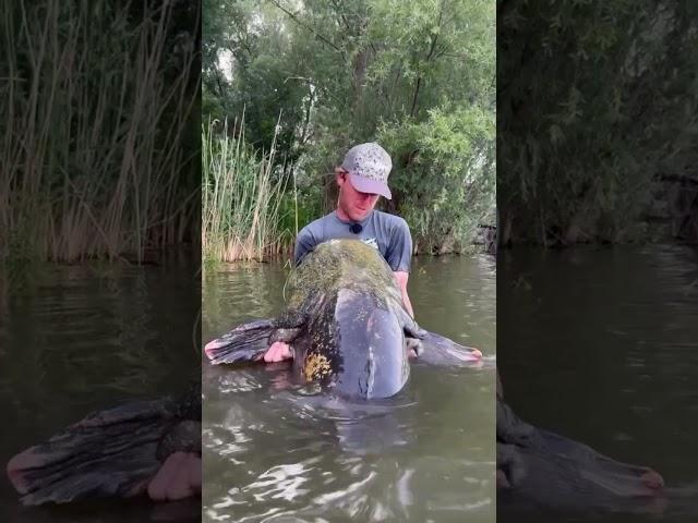 Rekordní sumec 261cm z české svazovky  #jakubvagner  #rekord #rybaření #sumec #catfish