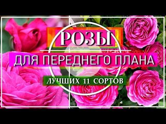 11 СОРТОВ РОЗ / ЛУЧШИХ ОБИЛЬНОЦВЕТУЩИХ ДЛЯ ПЕРЕДНЕГО ПЛАНА ЦВЕТНИКА / ЧАСТЬ 1