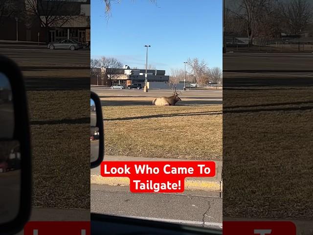 Surprise Visitor Takes Tailgating to the Next Level