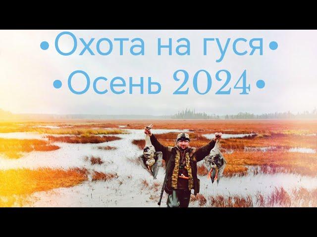 Охота на гуся ОСЕНЬ 2024!!! Карелия!!! #goosehunt #hunting #охота #охотанагуся