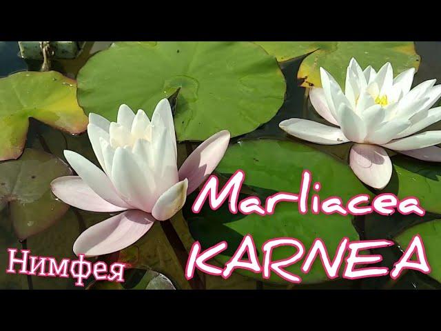 Кувшинка (нимфея) Марлиасеа Карнеа.   Water lily (Nymphaea) Marliacea Carnea