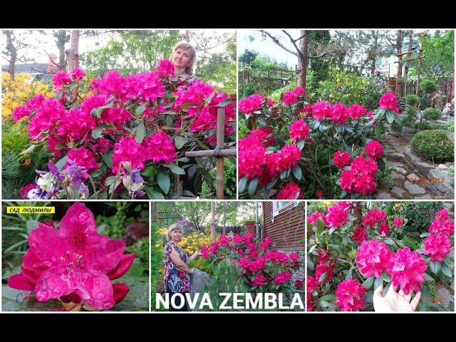 РОДОДЕНДРОН NOVA ZEMBLA NOVA ZEMBLA —катевбинскийВ