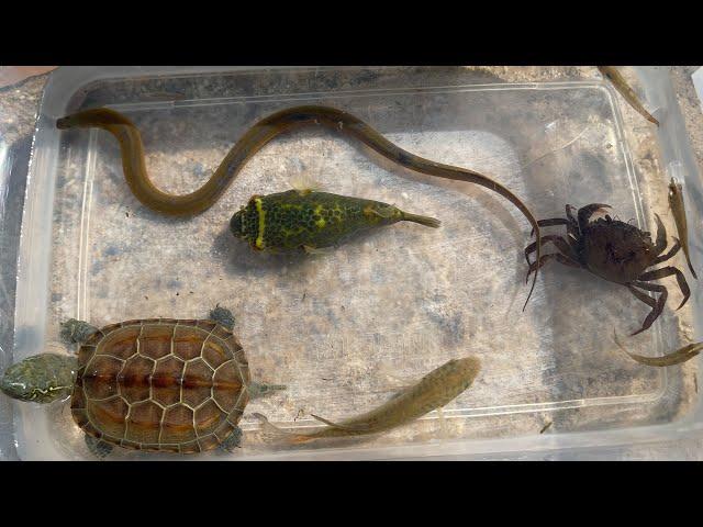 Super Amazing Result With Puffer fish| Found Green spotted puffer Fish Eel Turtle Crab Betta