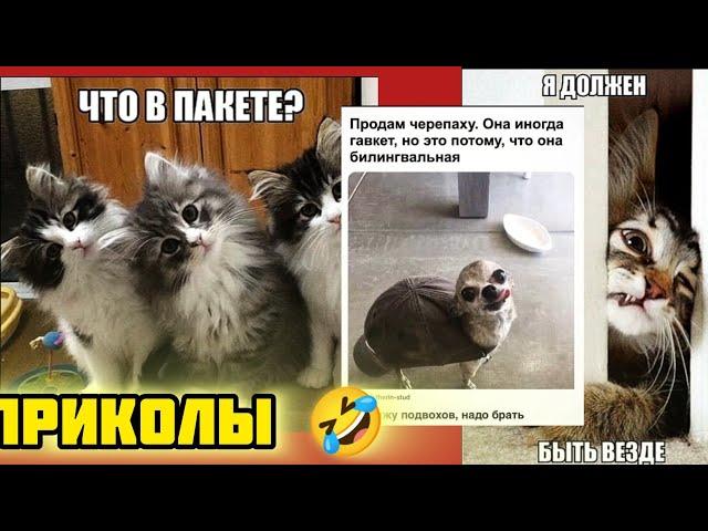 В пакете собака-ерепапаха, в кепке!!!смотри смешные картинки мемы котики приколы  