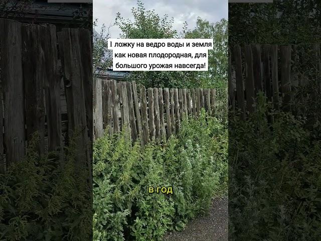 1 ложку на ведро воды и земля как новая плодородная, для большого урожая навсегда! #сад #огород