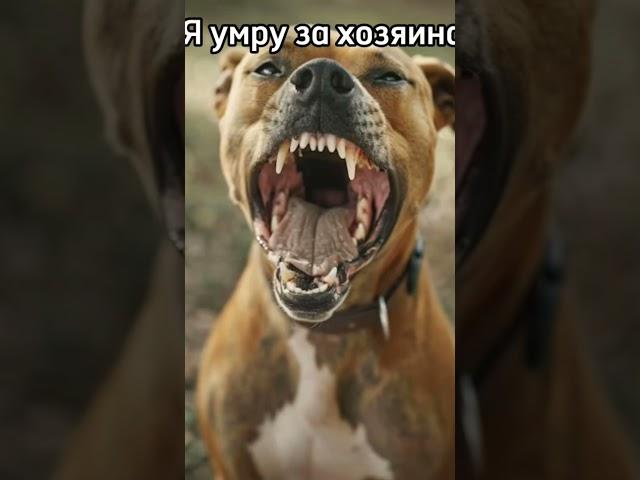 Собаки #Собаки #Жиза #Мемы #Рофл