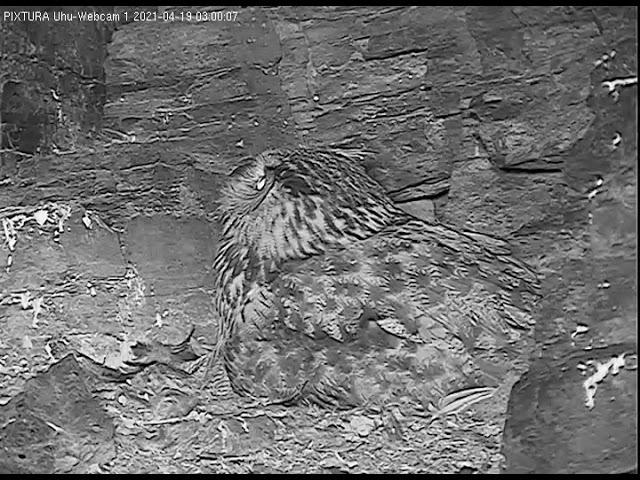 19/04/2021  02:59  Garden Dormouse approaches from above (Eagle Owl, Germany, Eifel)