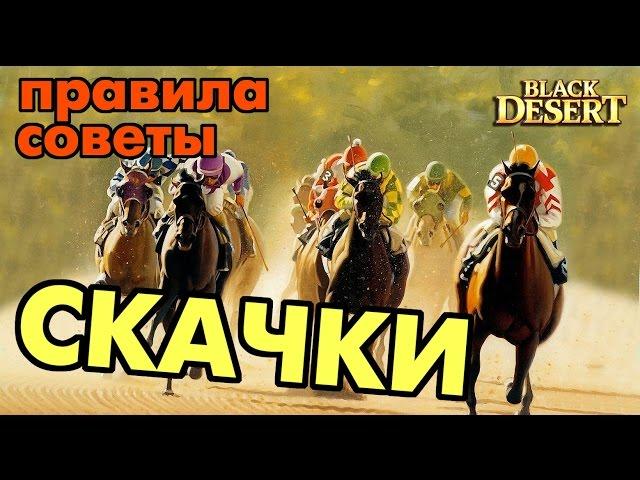 Black Desert (RU) - Скачки в BDO. Что нужно знать, как получать награды