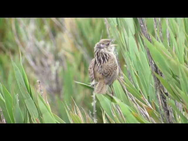 Cistothorus apolinari, Apolinar's Marsh-wren, Apolinar's Wren, endemic birds colombia, Sumapaz