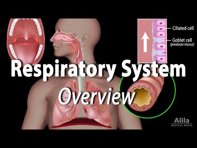 Overview of the Respiratory System, Animation