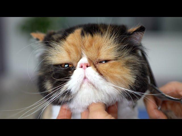 PERSIAN CAT GROOMING - So Lovely!️️