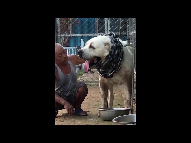 GREAT CENTRAL ASIAN SHEPHERDS.The biggest ferocious dog.Alabai.huge dog.Giant dog.powerful