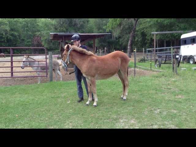 First Time Ever Mounting - Training Mules