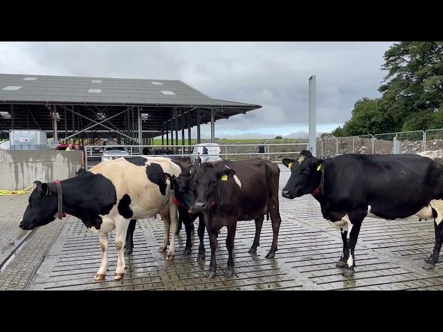 Take a look inside the 950-cow dairy unit in Co Galway