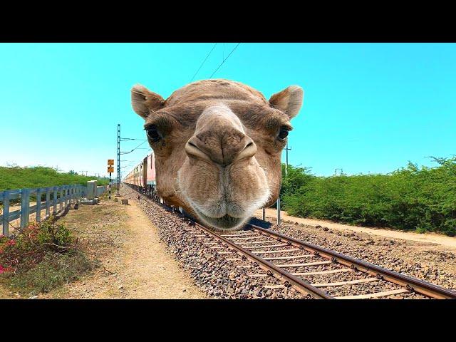 funny camel face moments video - animal face video - train funny video - funny animal video