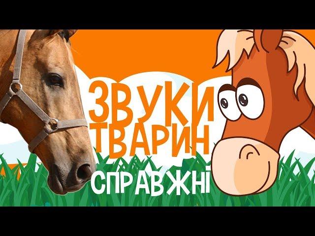 ЗВУКИ ТВАРИН для дітей - мультфільми українською мовою. З любов`ю!