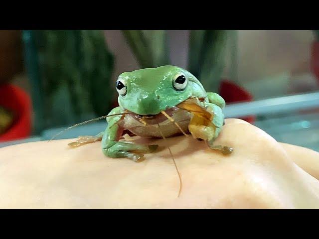 UNIQUE HANDHELD LITORIA CAERULEA