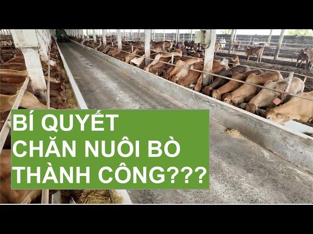 BÍ QUYẾT GIÚP CHĂN NUÔI BÒ THÀNH CÔNG!