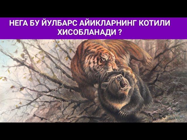 Йирткич Хайвонлар Дахшатли Амур Йулбарслари #дахшатли