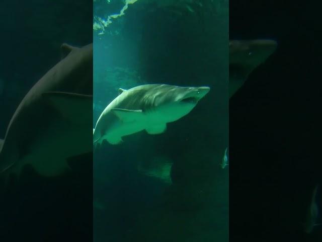 Акулы в Москвариуме. Sharks in oceanarium #shorts