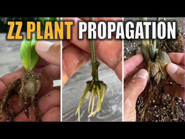 ZZ Plant Propagation - 5 Ways To Propagate with Results (Zamioculcas Zamiifolia)