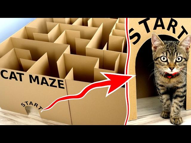 CAT vs GIANT MAZE! Can it EXIT?