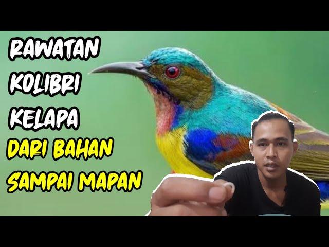 Rawatan Wiceh dari Bahan Sampai Gacor || Kolibri Kelapa