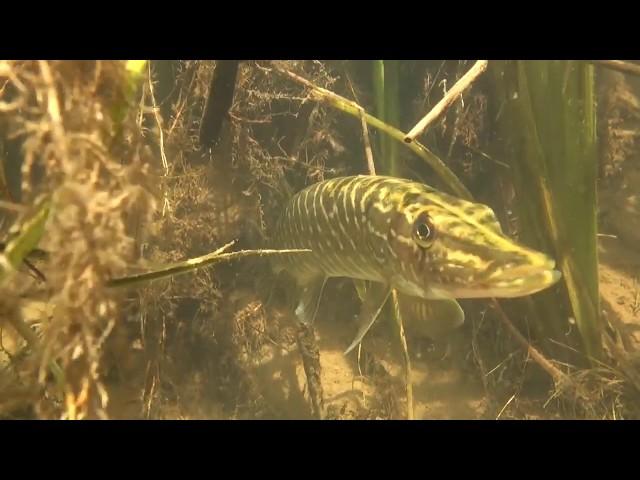 Как не погибнуть на подводной охоте: Подводное ружье