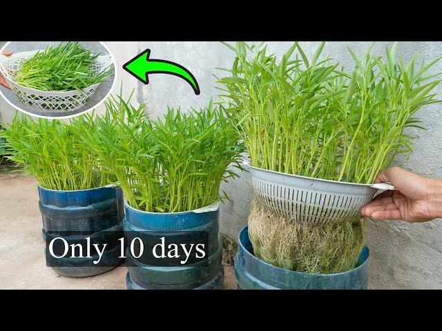 The simplest method to grow hydroponic water spinach in plastic bottles, harvested after 10 days