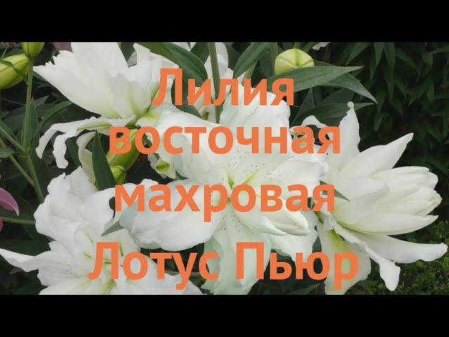 Лилия восточная махровая Лотус Пьюр (lilium)  обзор: как сажать, луковицы лилии Лотус Пьюр