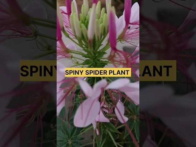 SPINY SPIDER PLANT/ IN MY RELAX GARDEN #youtubeshorts #shortvideo #virel