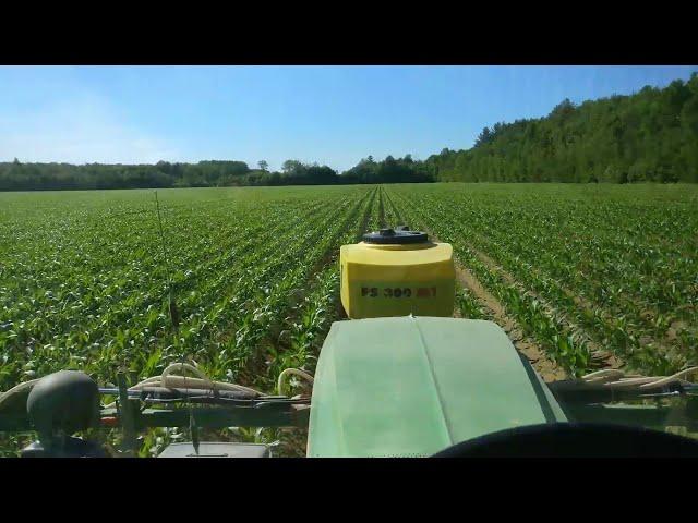 Organic corn interseeding