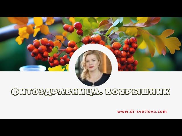 Боярышник. Лечебные свойства ягод боярышника, цветов и листьев