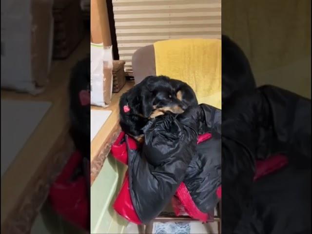 У Кроши новая любофф ️